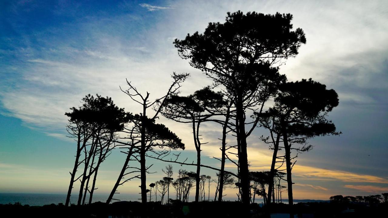 Casagrande Hotel & Beach Club 호세 이그나시오 외부 사진 Monterey cypress trees at Point Arena, California